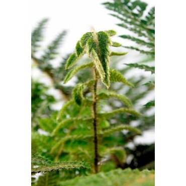 Polystichum polyblepharum - pot 2 ltr