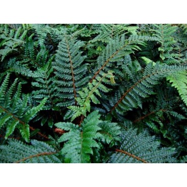 Polystichum polyblepharum - pot 2 ltr