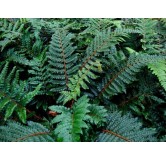 Polystichum polyblepharum - pot 2 ltr