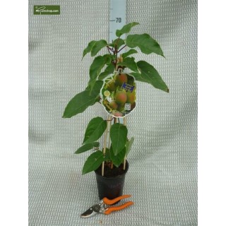 Actinidia arguta Ken's Red 2 ltr