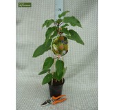 Actinidia arguta Ken's Red 2 ltr