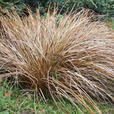 Carex comans Bronze Form - pot 5 ltr