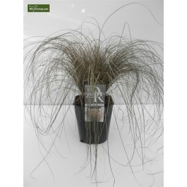 Carex comans Bronze Form - pot 5 ltr