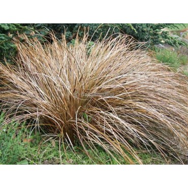Carex comans Bronze Form - pot 5 ltr