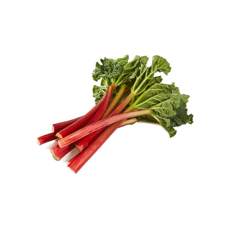 Rheum rhabarbarm Red Champagne - hauteur totale 40-60 cm - pot 2 ltr