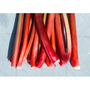 Rheum rhabarbarm Red Champagne - hauteur totale 40-60 cm - pot 2 ltr