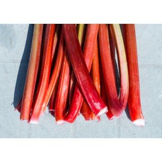 Rheum rhabarbarm Red Champagne - hauteur totale 40-60 cm - pot 2 ltr