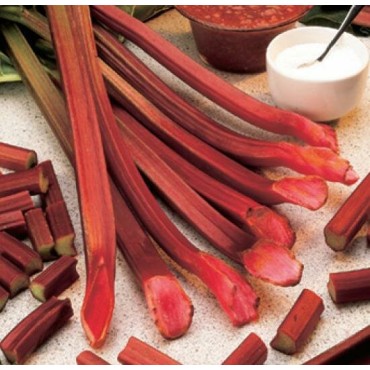Rheum rhabarbarm Red Champagne - hauteur totale 40-60 cm - pot 2 ltr