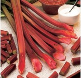 Rheum rhabarbarm Red Champagne - hauteur totale 40-60 cm - pot 2 ltr