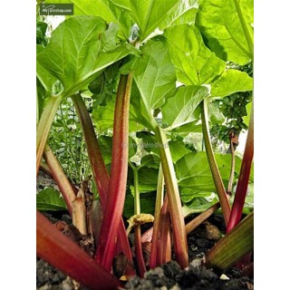 Rheum rhabarbarm Red Champagne - hauteur totale 40-60 cm - pot 2 ltr