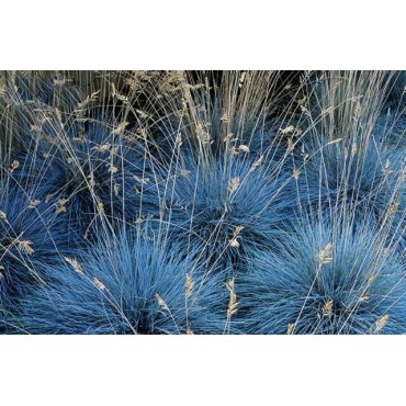 Festuca glauca Elijah Blue - hauteur totale 30-40 cm - pot 2 ltr