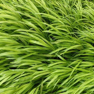 Hakonechloa macra Aureola - hauteur totale 30-40 cm - pot 2 ltr
