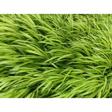 Hakonechloa macra Aureola - hauteur totale 30-40 cm - pot 2 ltr
