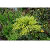 Hakonechloa macra Aureola - hauteur totale 30-40 cm - pot 2 ltr