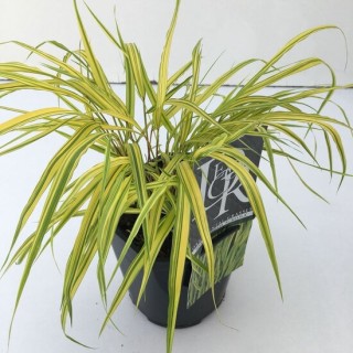 Hakonechloa macra Aureola - hauteur totale 30-40 cm - pot 2 ltr