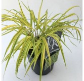 Hakonechloa macra Aureola - hauteur totale 30-40 cm - pot 2 ltr