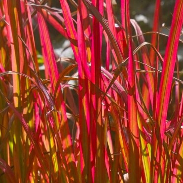 Imperata cylindrica Red Baron - hauteur totale 40-50 cm - pot 2 ltr