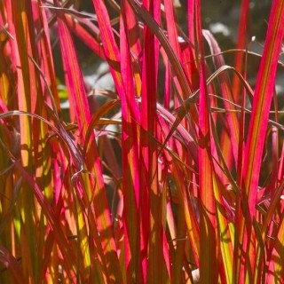 Imperata cylindrica Red Baron - hauteur totale 40-50 cm - pot 2 ltr