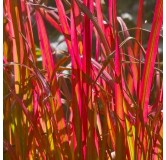 Imperata cylindrica Red Baron - hauteur totale 40-50 cm - pot 2 ltr