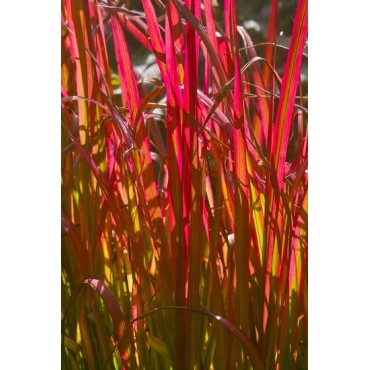 Imperata cylindrica Red Baron - hauteur totale 40-50 cm - pot 2 ltr
