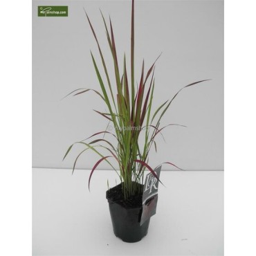 Imperata cylindrica Red Baron - hauteur totale 40-50 cm - pot 2 ltr