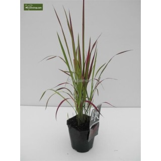Imperata cylindrica Red Baron - hauteur totale 40-50 cm - pot 2 ltr