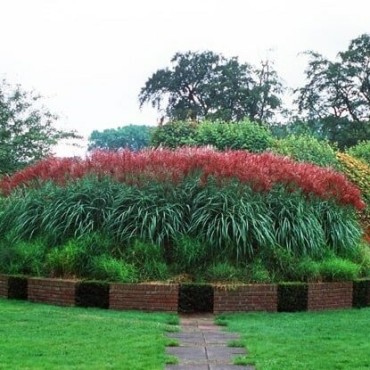 Miscanthus sinensis Ferner Osten - hauteur totale 50-60 cm - pot 2 ltr