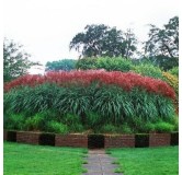Miscanthus sinensis Ferner Osten - hauteur totale 50-60 cm - pot 2 ltr