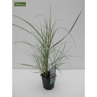 Miscanthus sinensis Ferner Osten - hauteur totale 50-60 cm - pot 2 ltr