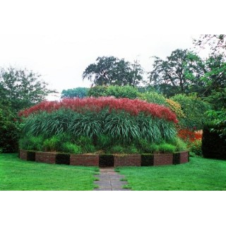 Miscanthus sinensis Ferner Osten - hauteur totale 50-60 cm - pot 2 ltr