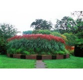 Miscanthus sinensis Ferner Osten - hauteur totale 50-60 cm - pot 2 ltr