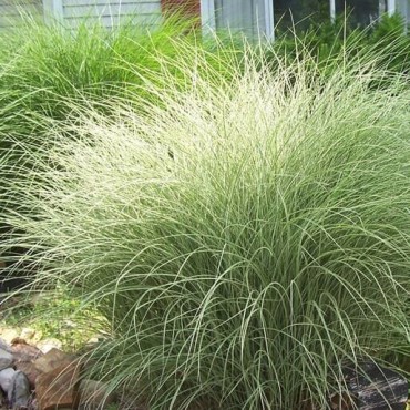 Miscanthus sinensis Morning Light - hauteur totale 50-60 cm - pot 2 ltr