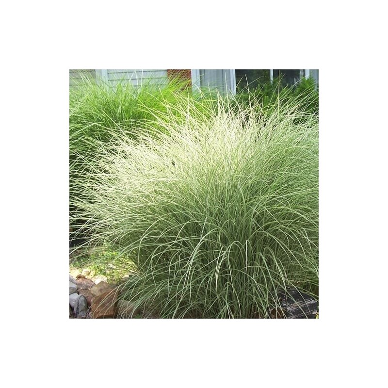 Miscanthus sinensis Morning Light - hauteur totale 50-60 cm - pot 2 ltr