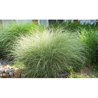 Miscanthus sinensis Morning Light - hauteur totale 50-60 cm - pot 2 ltr