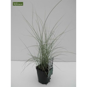 Miscanthus sinensis Morning Light - hauteur totale 50-60 cm - pot 2 ltr