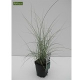 Miscanthus sinensis Morning Light - hauteur totale 50-60 cm - pot 2 ltr