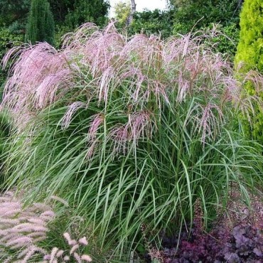 Miscanthus sinensis Flamingo - hauteur totale 50-60 cm - pot 2 ltr