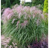 Miscanthus sinensis Flamingo - hauteur totale 50-60 cm - pot 2 ltr