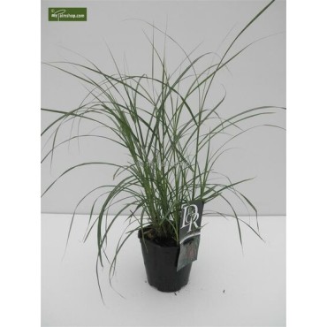 Miscanthus sinensis Flamingo - hauteur totale 50-60 cm - pot 2 ltr