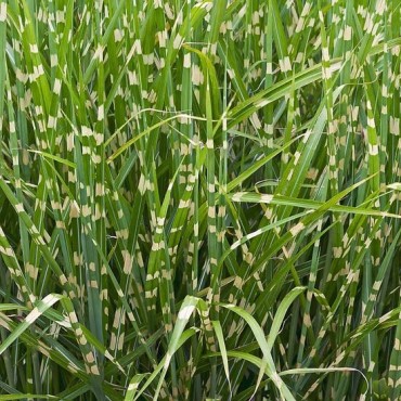 Miscanthus sinensis Strictus - hauteur totale 50-60 cm - pot 2 ltr