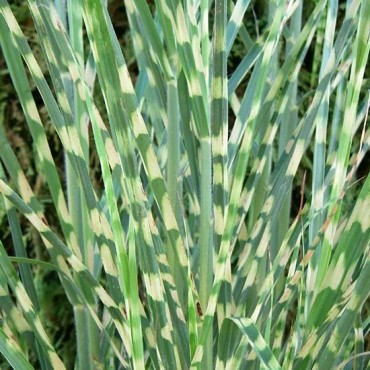 Miscanthus sinensis Strictus - hauteur totale 50-60 cm - pot 2 ltr