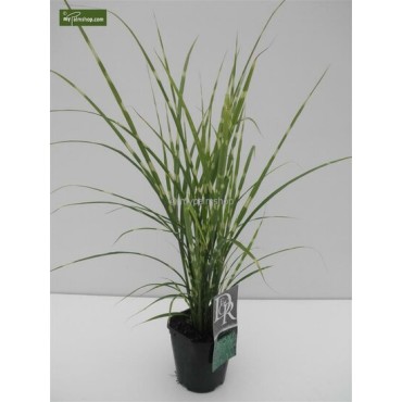 Miscanthus sinensis Strictus - hauteur totale 50-60 cm - pot 2 ltr