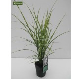 Miscanthus sinensis Strictus - hauteur totale 50-60 cm - pot 2 ltr