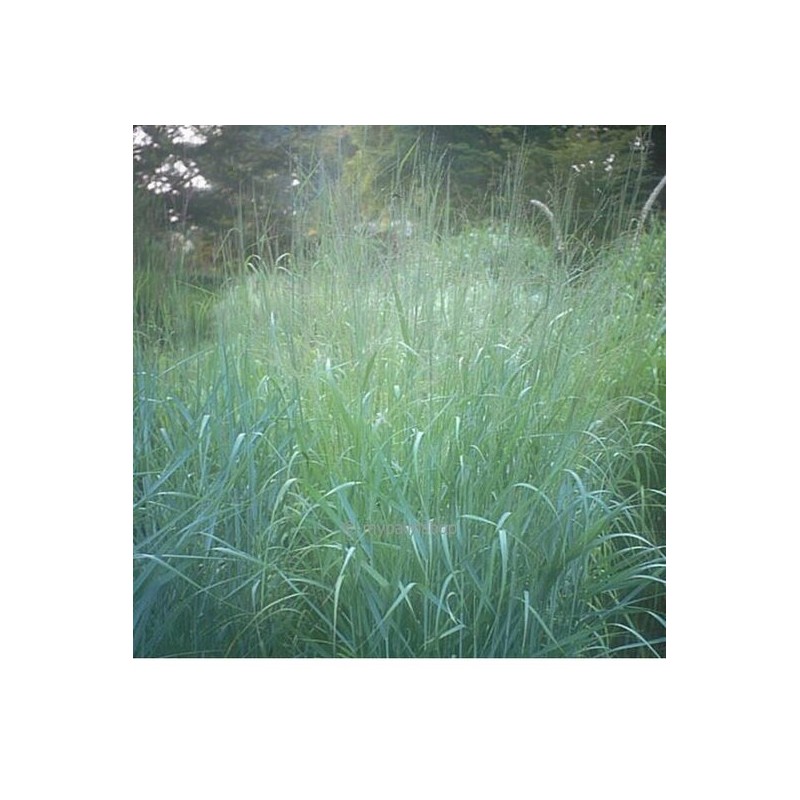 Panicum virgatum Prairy Sky - hauteur totale 50-60 cm - pot 2 ltr