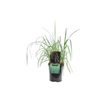 Panicum virgatum Prairy Sky - hauteur totale 50-60 cm - pot 2 ltr