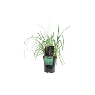 Panicum virgatum Prairy Sky - hauteur totale 50-60 cm - pot 2 ltr