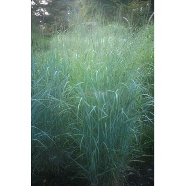 Panicum virgatum Prairy Sky - hauteur totale 50-60 cm - pot 2 ltr