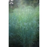Panicum virgatum Prairy Sky - hauteur totale 50-60 cm - pot 2 ltr