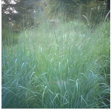 Panicum virgatum Prairy Sky - pot 5 ltr