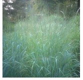 Panicum virgatum Prairy Sky - pot 5 ltr